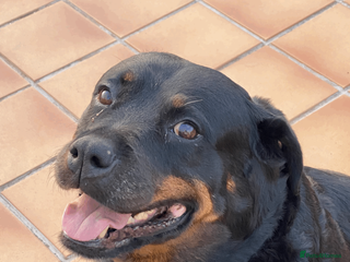 Rottweiler dogs Rottweiler Mature Dog NOT A PUPPY !!!! in Richmond - Advert 14