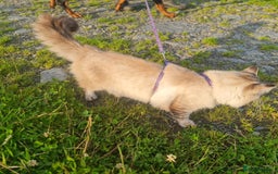 Bengal cats for sale: Cuddly charity donation pay monthly - Image 22