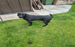 Springador dogs for sale: Labrador  - Image 7