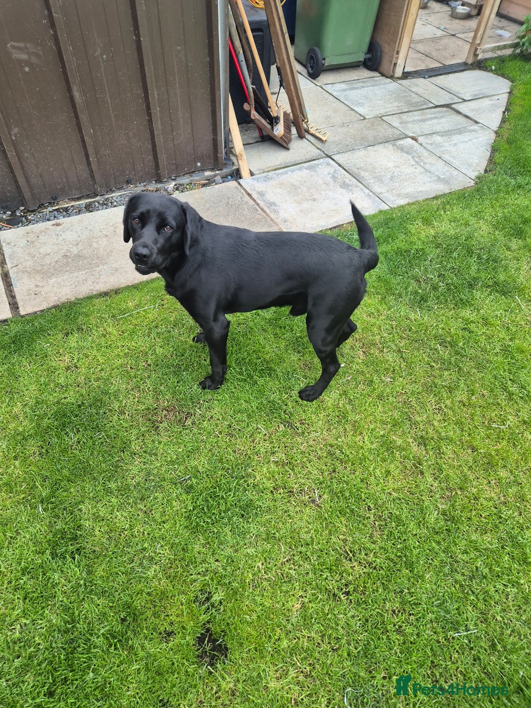 Springador dogs for sale: Labrador  - Image 7
