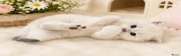 British Shorthair cats for sale: Champion British shorthair GCCF boy x1 girl x 1 - Advert 15