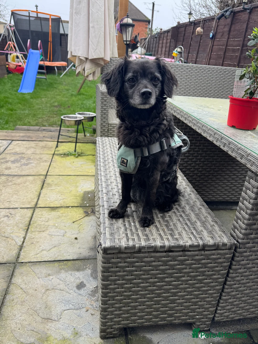 Mixed Breed dogs for sale: Loving home wanted  - Advert 2