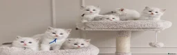Ragdoll cats for sale: Best Ragdoll kittens - Advert 17