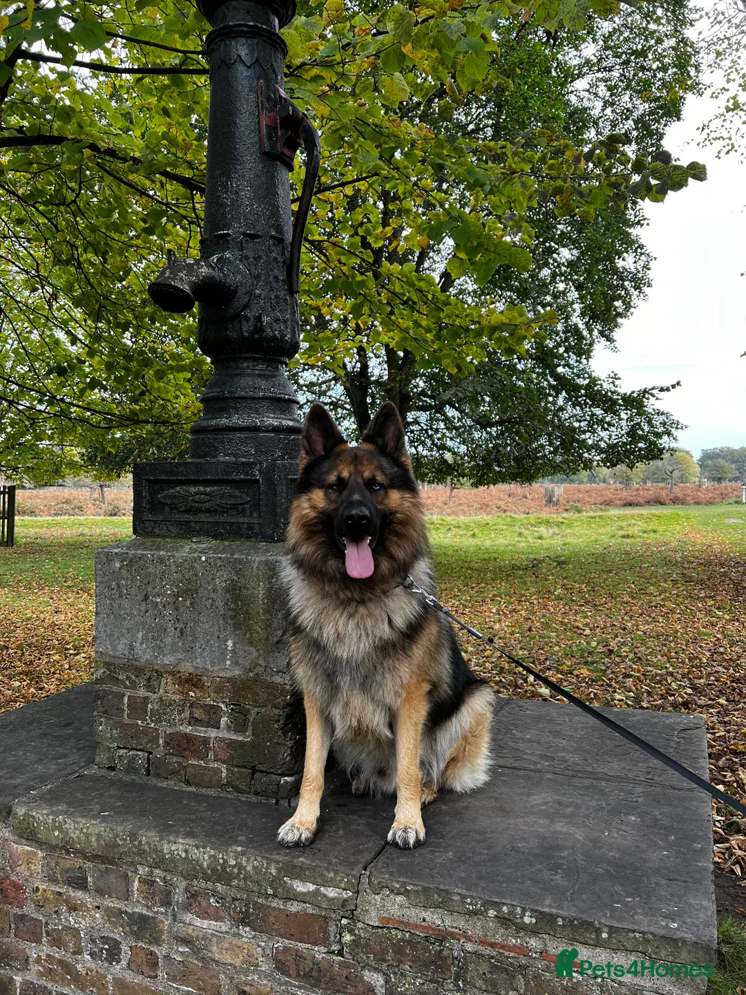 German Shepherd dogs for stud: Zeus available for Stud - Advert 12