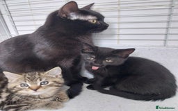 British Shorthair cats for sale: BBSH +British tabby shorthair in Manchester - Image 8