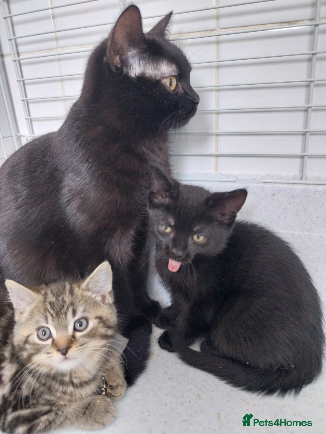 British Shorthair cats for sale: BBSH +British tabby shorthair in Manchester - Image 8
