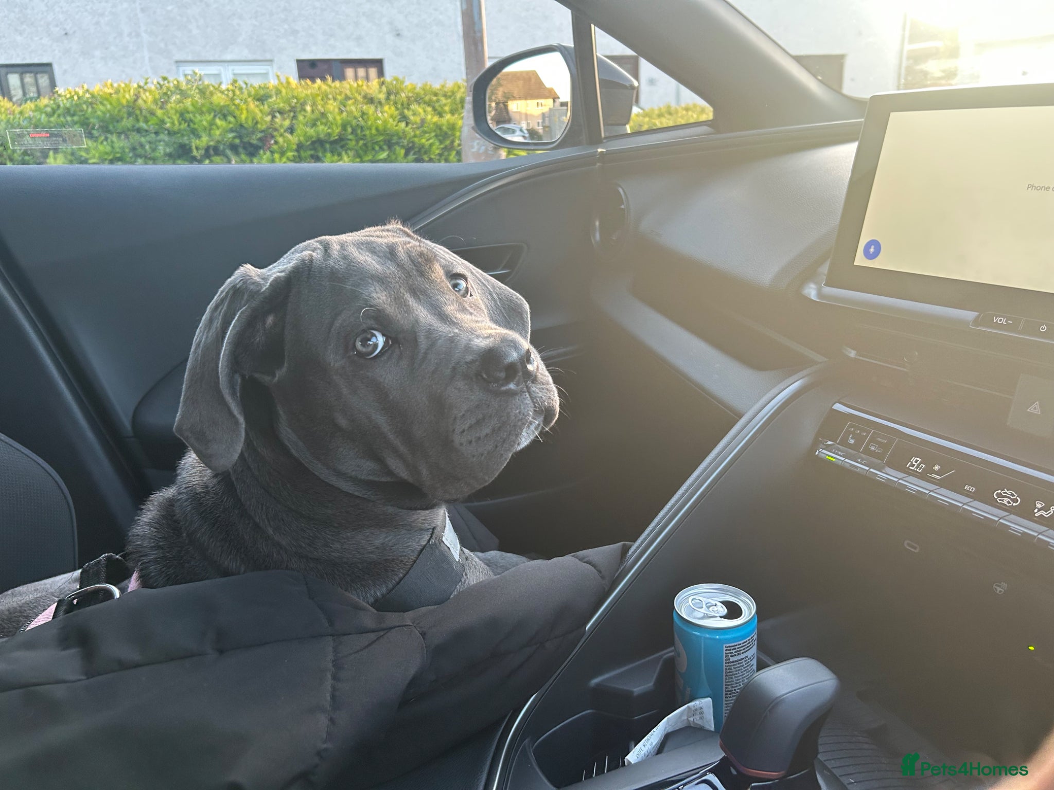 Cane Corso dogs Cane Corso  - Advert 9