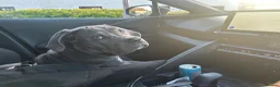 Cane Corso dogs for sale: Cane Corso  in Livingston - Advert 1
