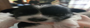 Dot