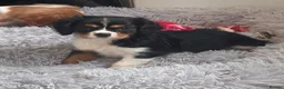 Cavalier King Charles Spaniel dogs for sale: Friendly and playful Cavalier Puppies - Advert 8