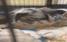 Border Collie dogs for sale: One boy left with beautiful markings - Image 5