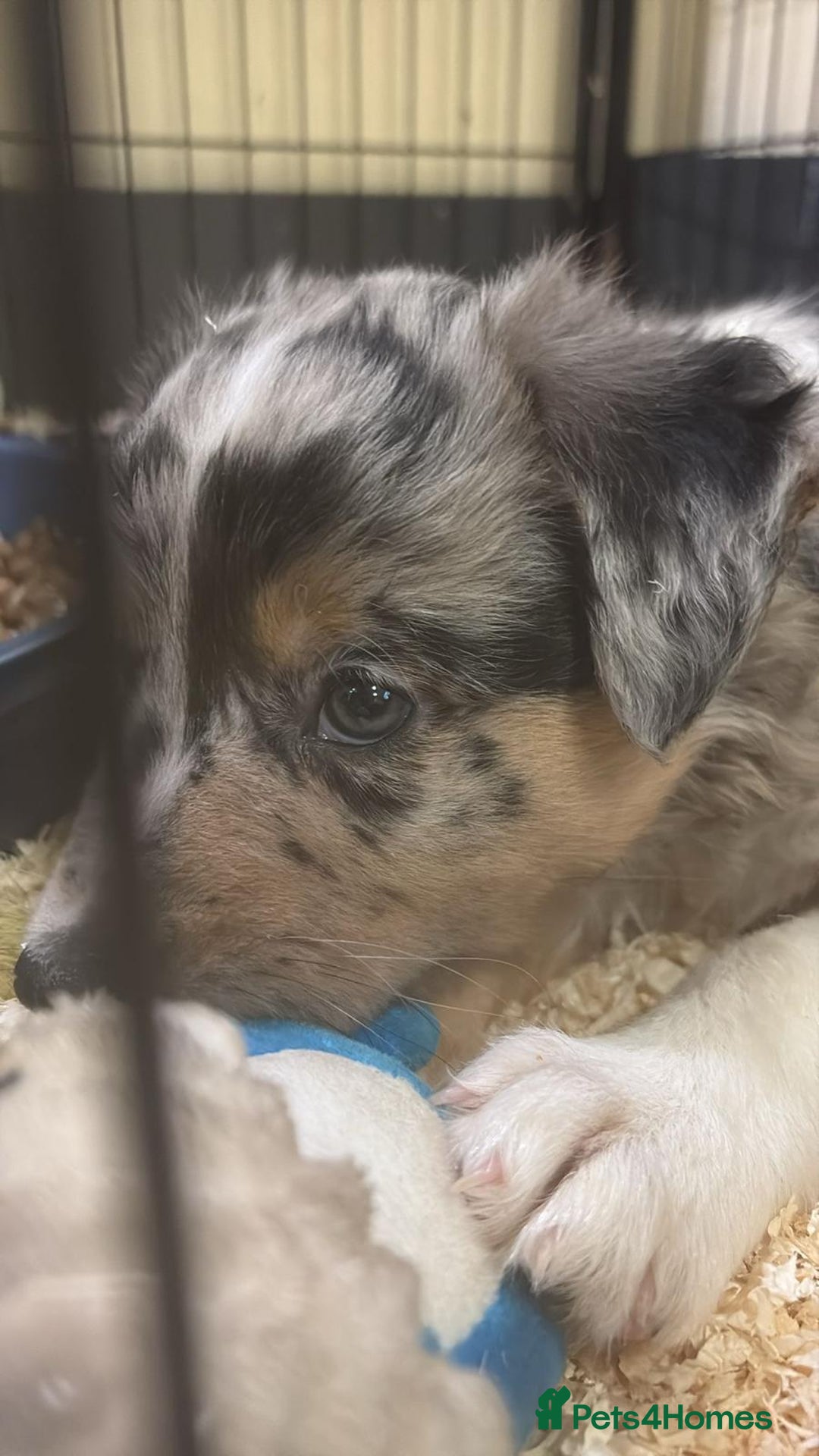 Border Collie dogs for sale: One boy left with beautiful markings - Image 5