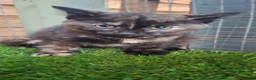 Mixed Breed cats for sale: Gorgeous Kittens looking for homes - Advert 5