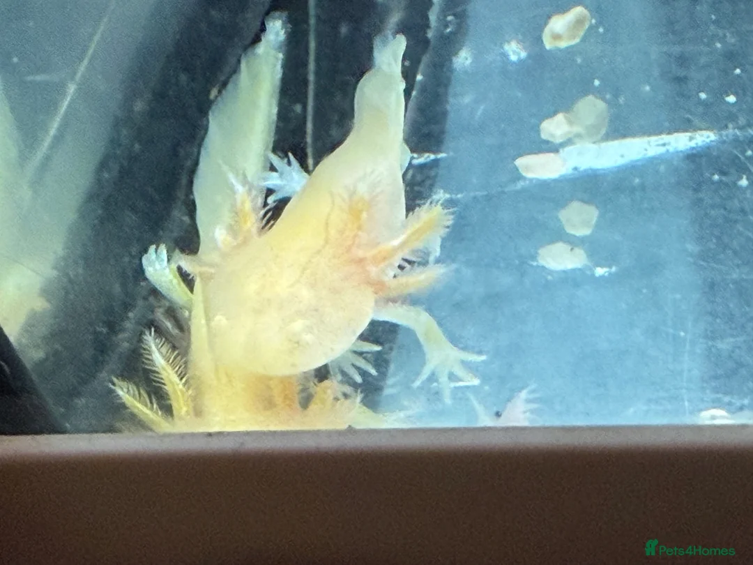 Axolotl reptiles for sale: Axolotl - Advert 17