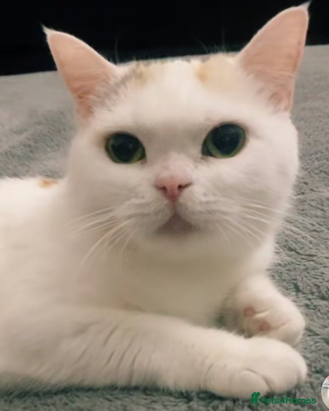 British Shorthair cats for sale: British short Hair - Advert 1