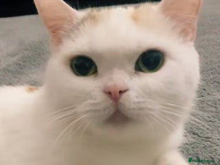 British Shorthair cats British short Hair - Advert 1