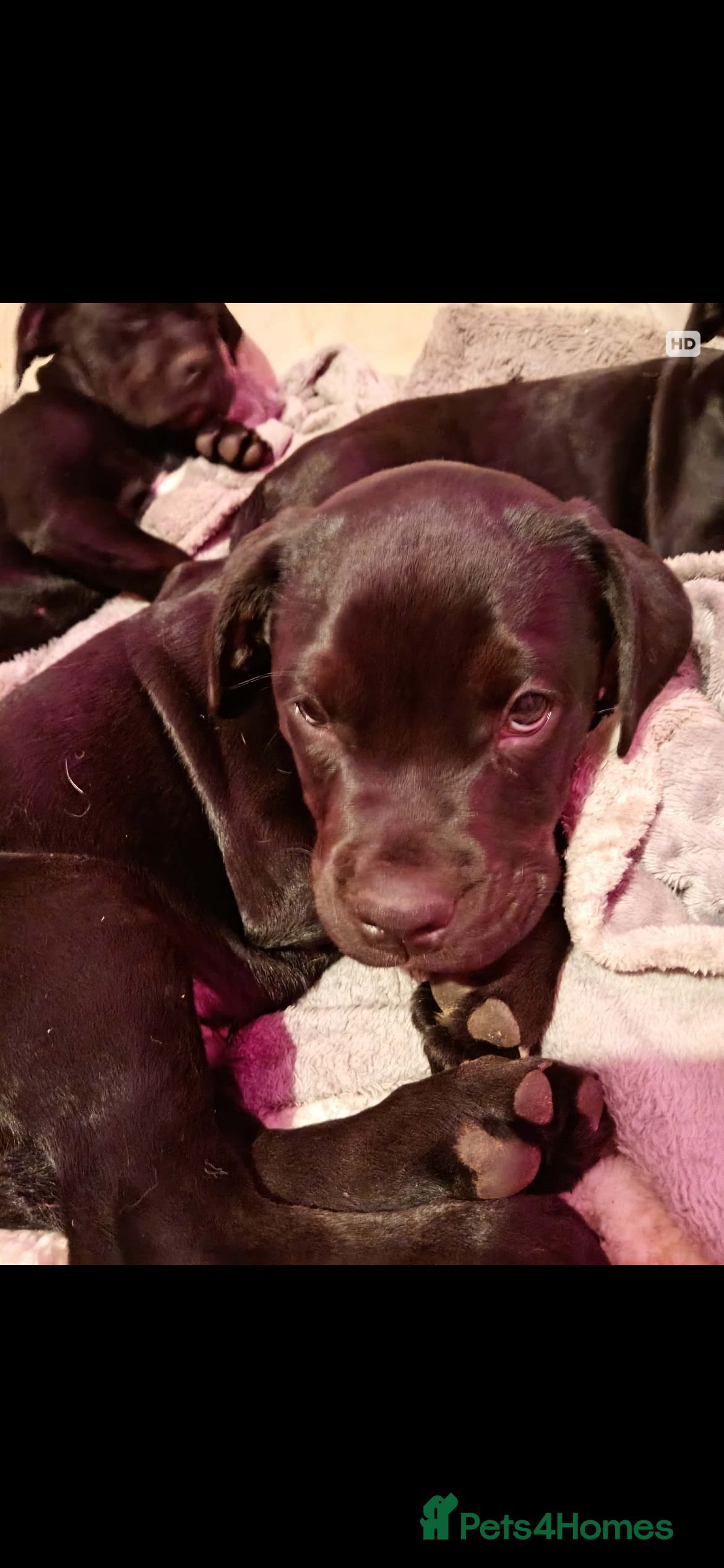 Mixed Breed dogs One Male Bullador Available  - Advert 14