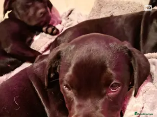 Mixed Breed dogs One Male Bullador Available - Advert 14