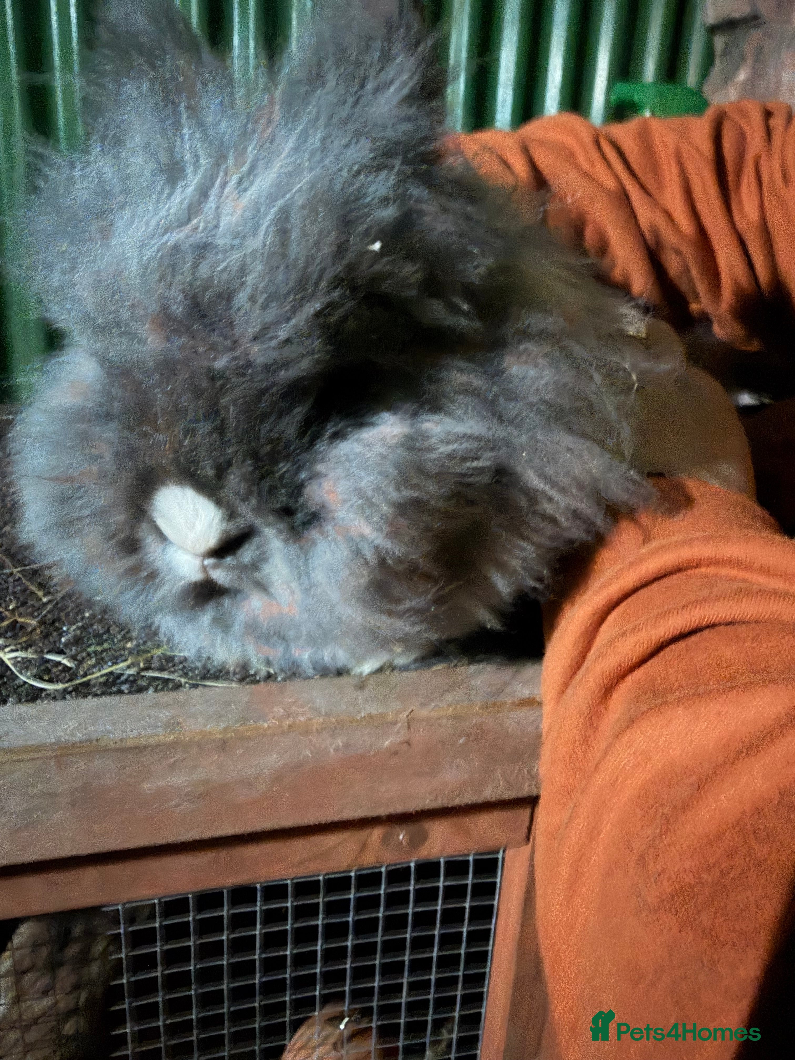 Lionhead rabbits 2 double mane male bonded Lionheads  - Advert 17