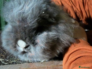 Lionhead rabbits 2 double mane male bonded Lionheads - Advert 17