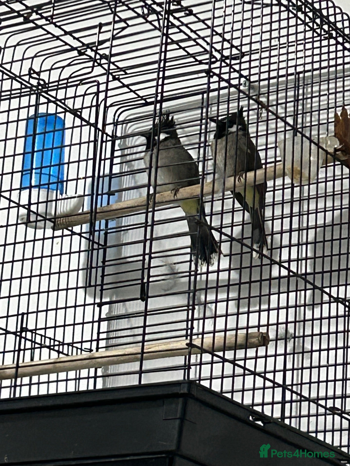 Mixed Breed birds Maxed - Advert 1