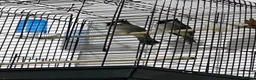 Mixed Breed birds for sale: Maxed in London - Advert 1