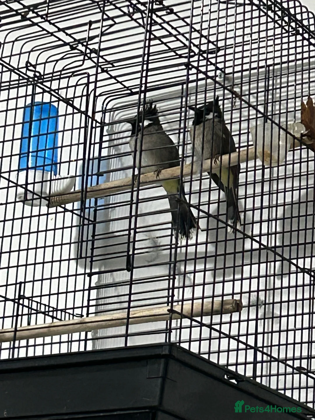 Mixed Breed birds for sale: Maxed in London - Advert 1