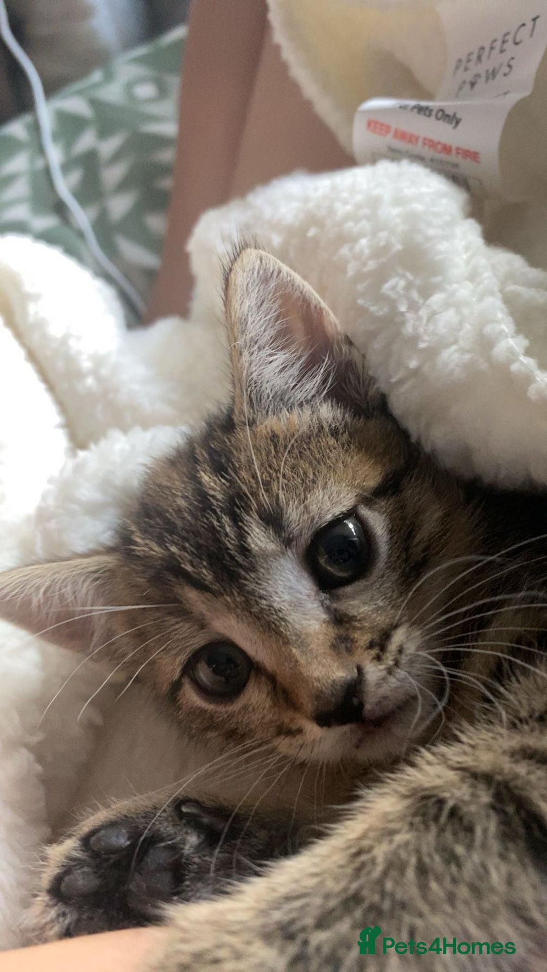 Bengal cats for sale: Beautiful baby bengal girl  - Advert 5