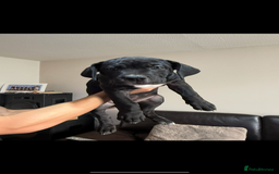 Mixed Breed dogs for sale: Ready for there forever homes  - Image 5