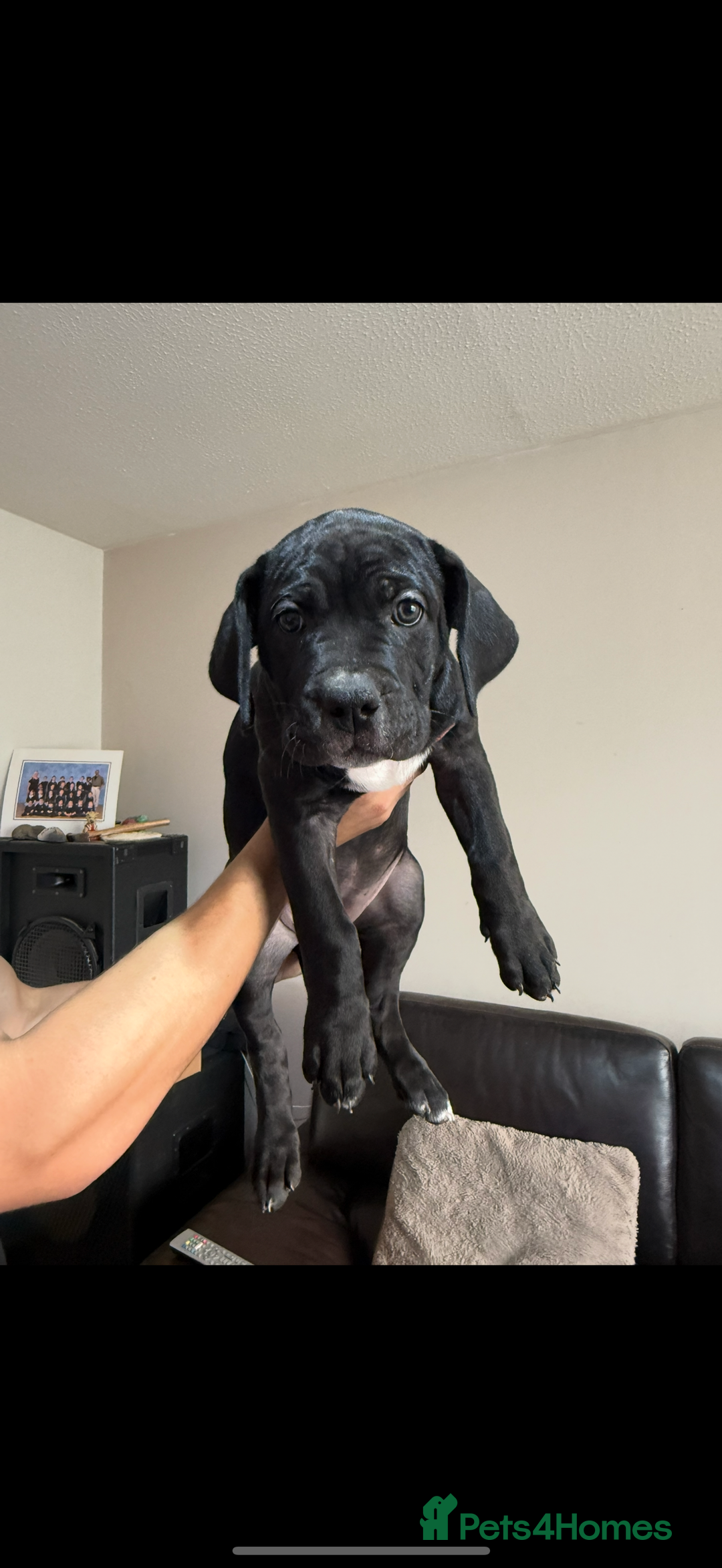 Mixed Breed dogs for sale: Ready for there forever homes  - Image 5