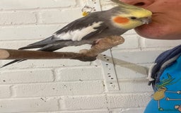 Cockatiels birds for sale: Beautiful pair of cockatiels, male is tame - Image 6
