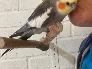 Cockatiels birds - Advert 25