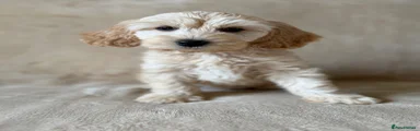 Cockapoo 4