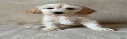 Cockapoo dogs for sale: Adorable cockapoo pups - Advert 5