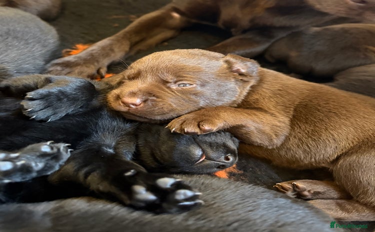 Labrador Retriever dogs - Advert 2
