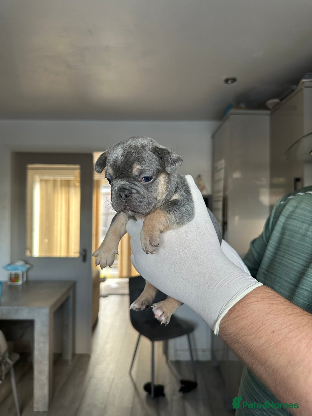 French Bulldog dogs for sale: 🤍 Merle / Lilac + Tan French bulldog puppies🤍 - Image 20