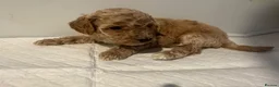 Cockapoo dogs for sale: 🌟 OUTSTANDING cockapoo puppies F1B 🌟 - Advert 17