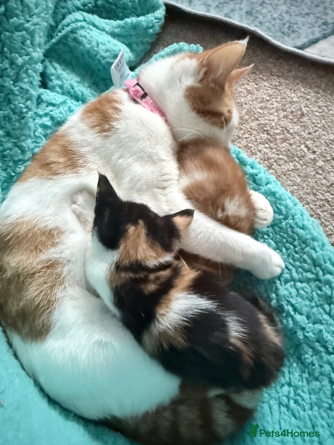 Mixed Breed cats for sale: Female calico kitten - Advert 1