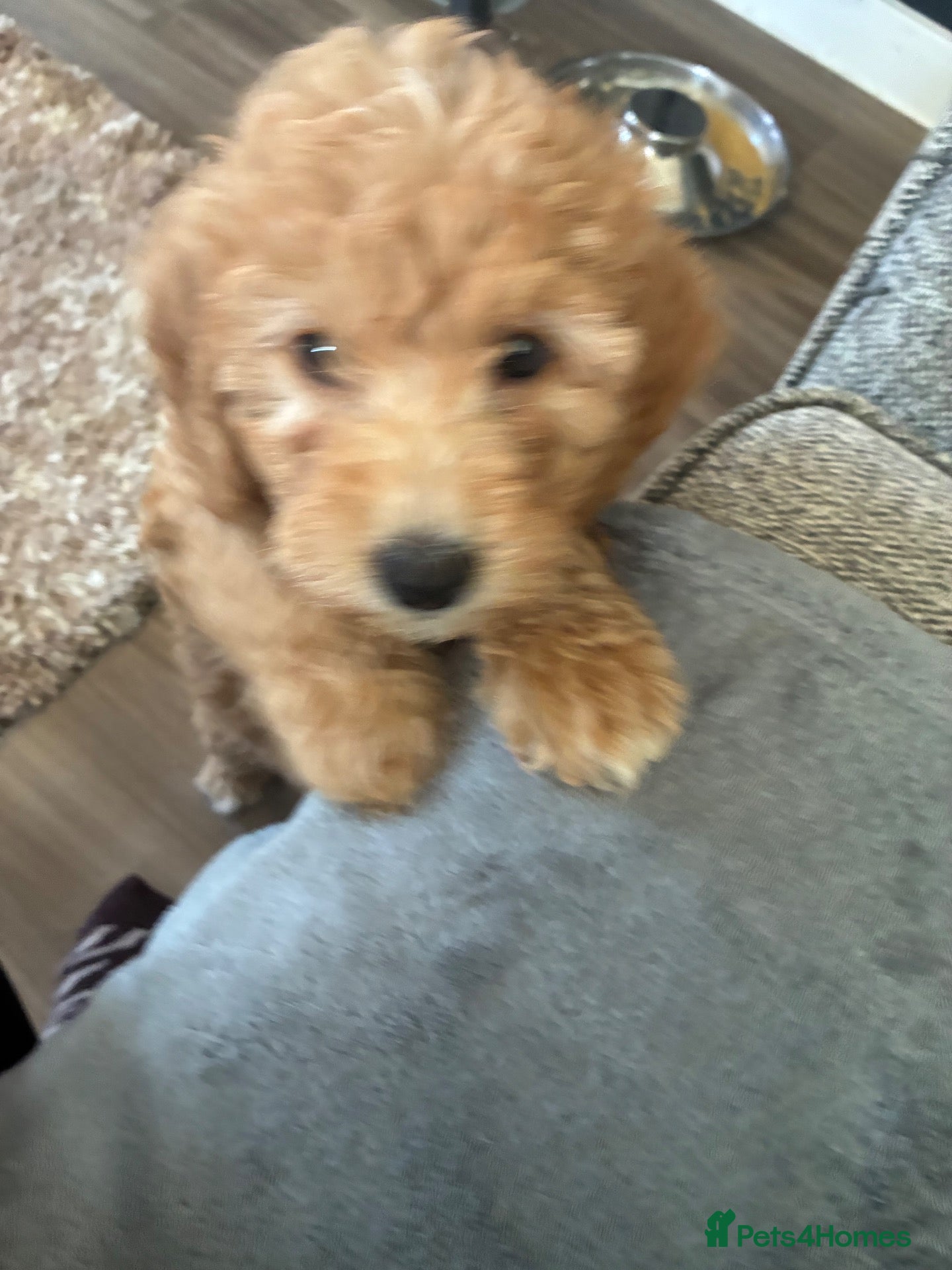 Miniature Poodle dogs 6 red and apricot KC registered poodles  - Advert 13