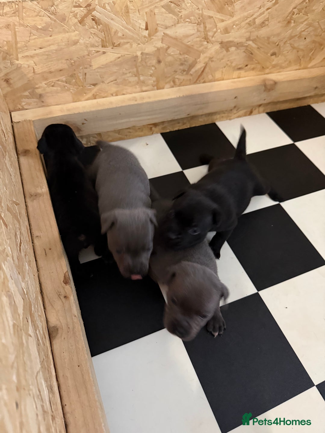 Staffordshire Bull Terrier dogs for sale: Beautiful stuffy pups  - Advert 2