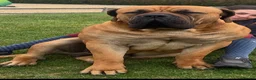 Boerboel dogs for sale: Boerboel puppies - Advert 14