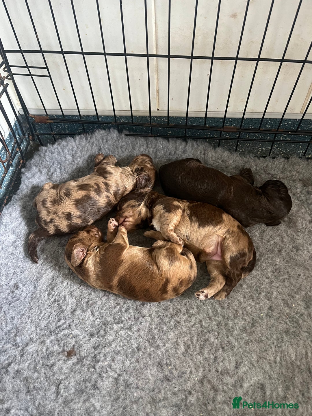Cockapoo dogs for sale: Chocolate merl Cockapoo puppies  - Image 9
