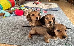 Miniature Dachshund dogs for sale: Longhaired shaded red puppies - Image 10