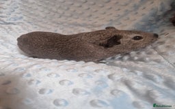 Guinea Pig rodents for sale: Guinea pig boars  - Image 3