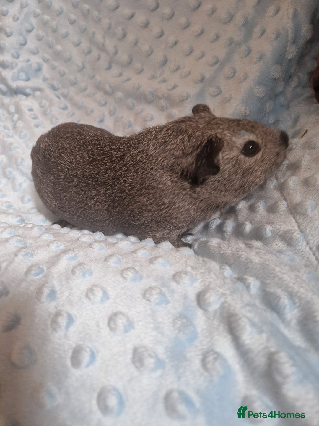 Guinea Pig rodents for sale: Guinea pig boars  - Image 3