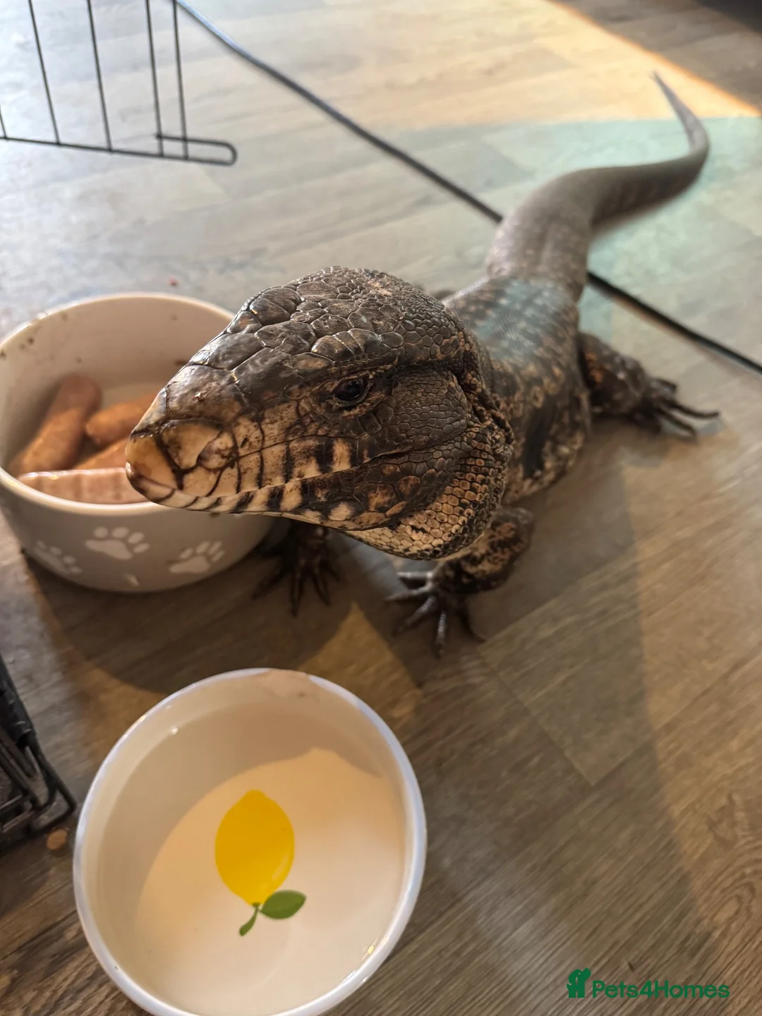 Lizard reptiles for sale: Tegu for sale - Advert 2