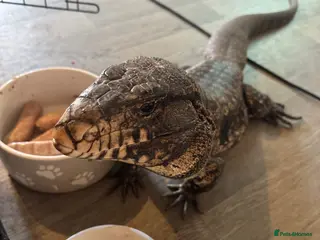 Lizard reptiles Tegu for sale - Advert 2