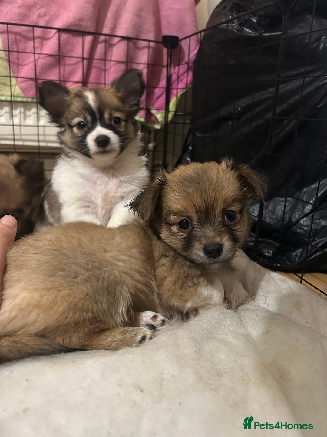 Chihuahua dogs for sale: 5 teacup chihuahua puppies - Image 11