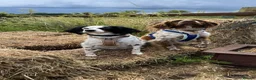 Brittany Spaniel dogs for adoption: Fantastic Catarella in Romford/Essex border - Advert 2