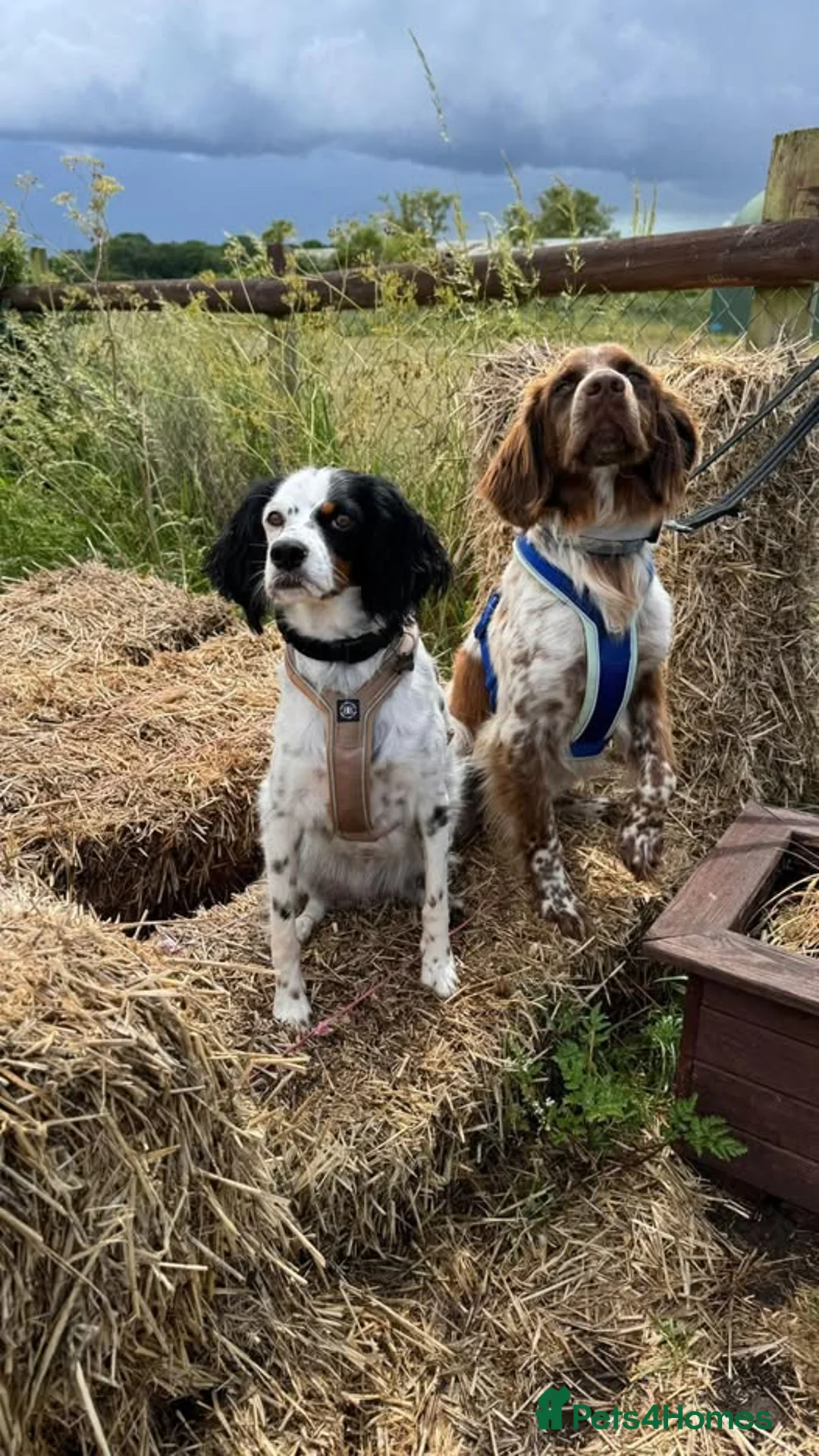 Brittany Spaniel dogs for adoption: Fantastic Catarella in Romford/Essex border - Advert 2